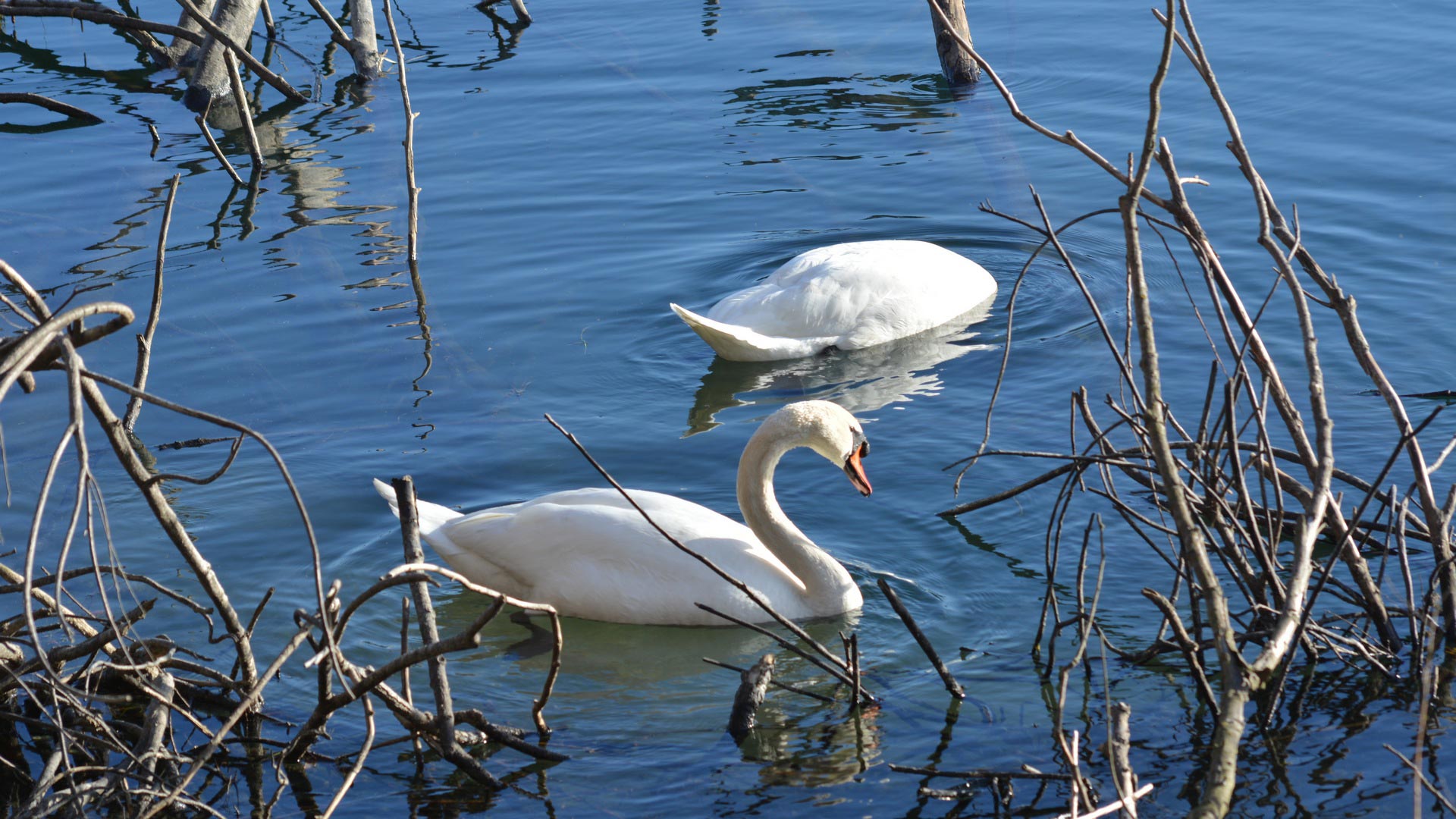 Swan Wallpapers - Top Swan Backgrounds - WallpaperChain